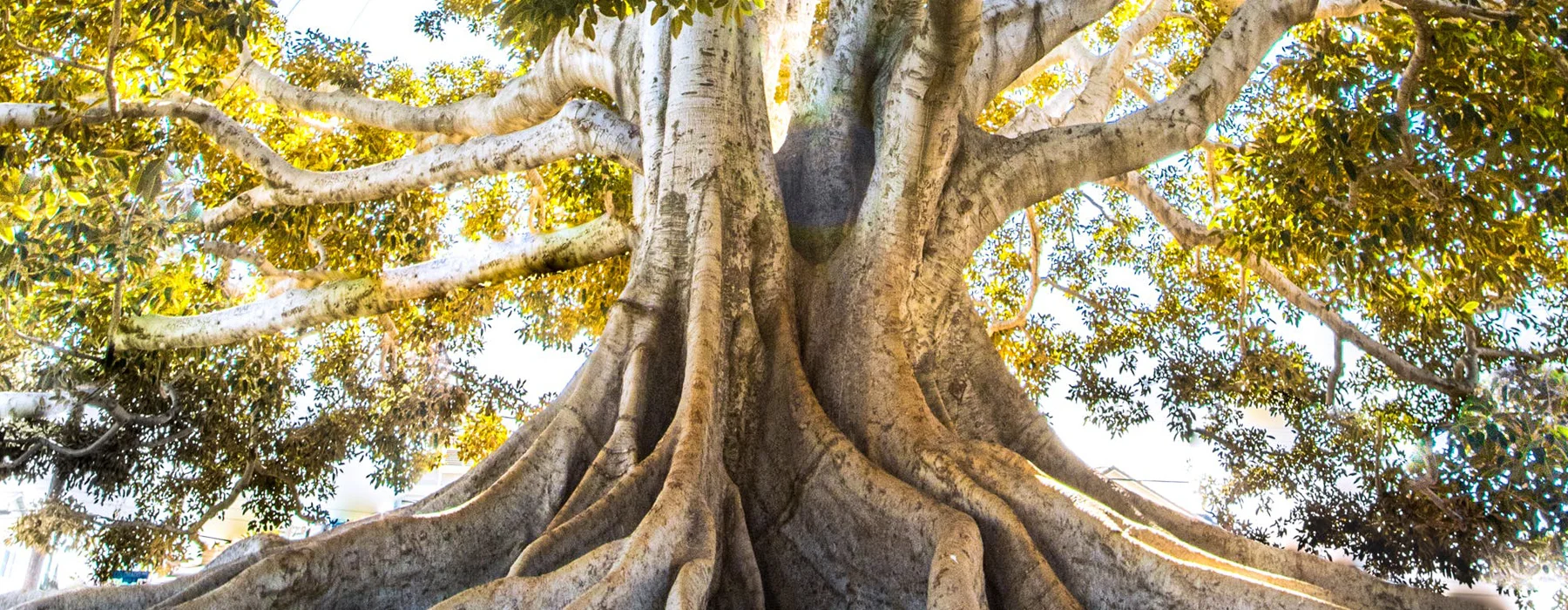 A large tree viewed from the ground showing the intricate strength of its root system and large branches.