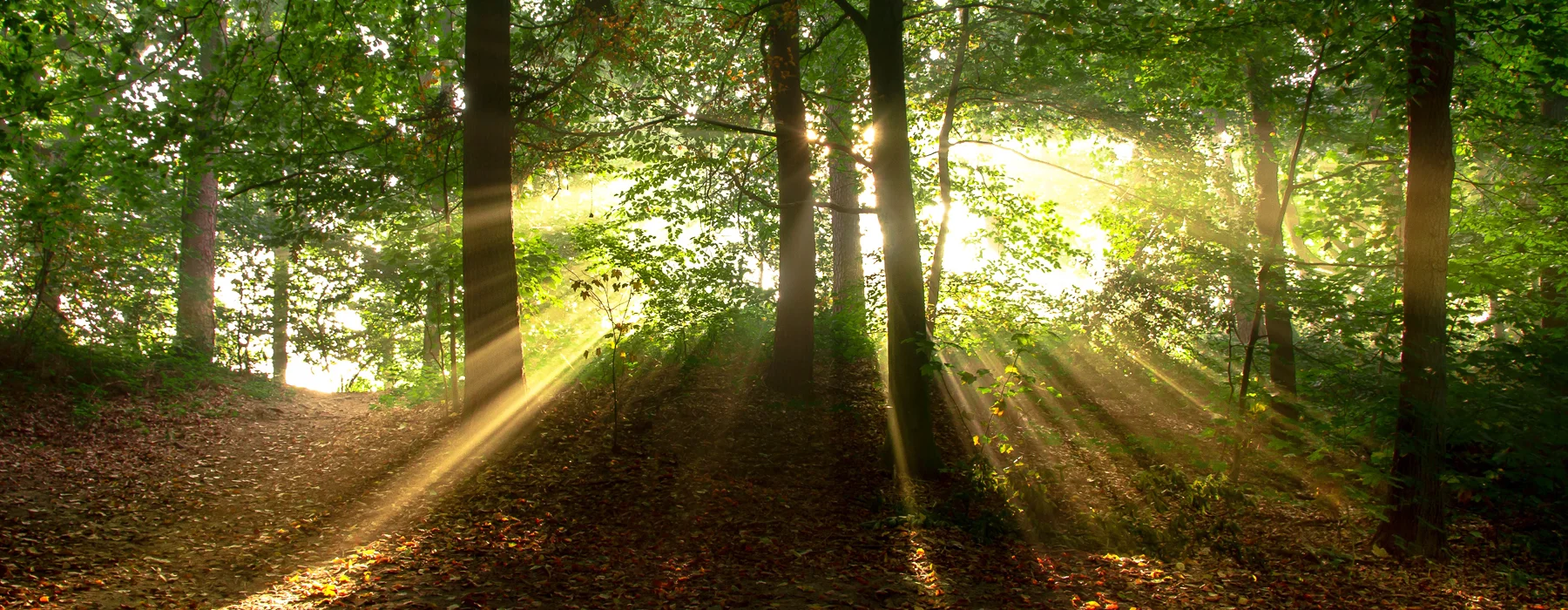 Trees in a forest with a thick canopy of branches covered in leaves leaving enough space for sunlight to shine through