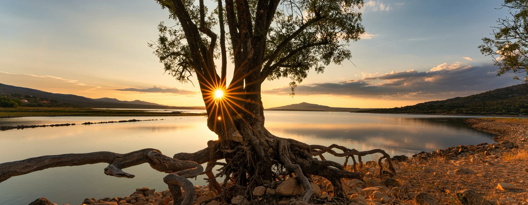 A tree on a lake shore with its root system exposed and the sun peeking through its branches symbolizing Life Temple’s mission of sacredness