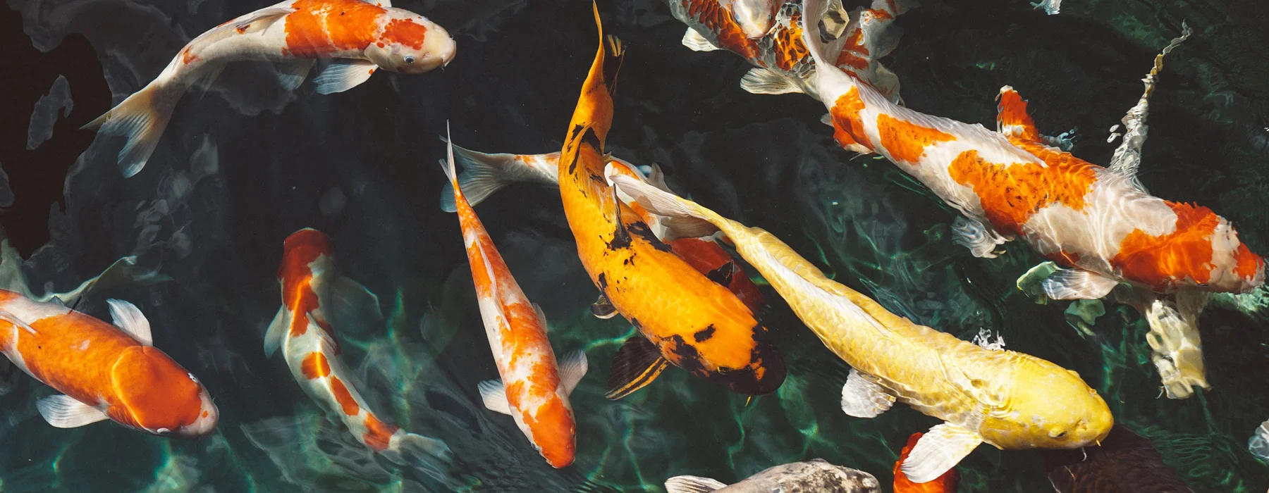 An orange, black, and yellow school of Koi Fish swimming close together that symbolizes Life Temple’s principles