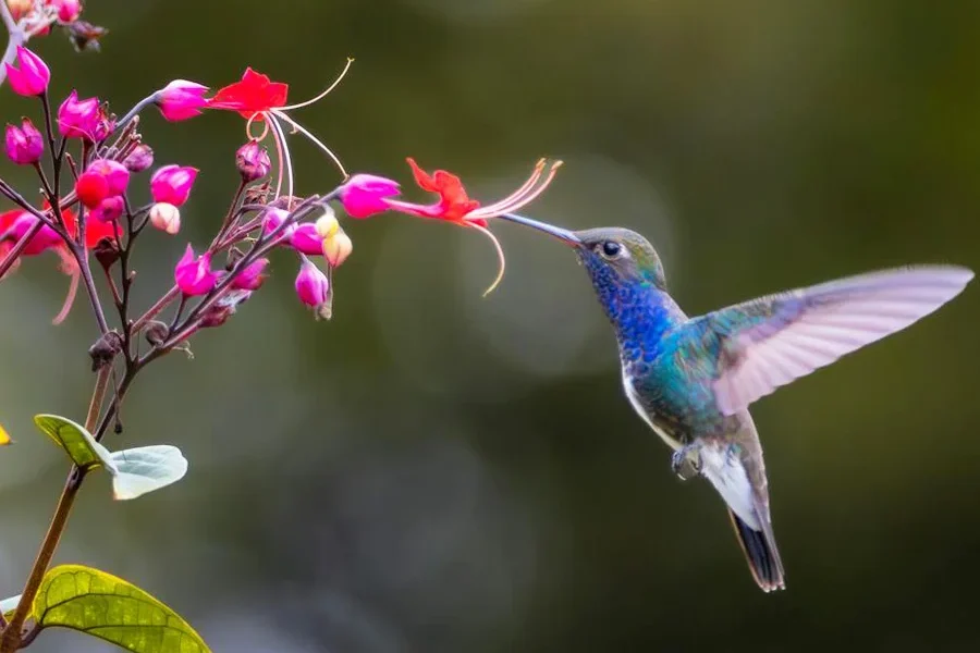 A blue hummingbird hovers in flight as it extracts nectar from pink flowers during Spring awakening