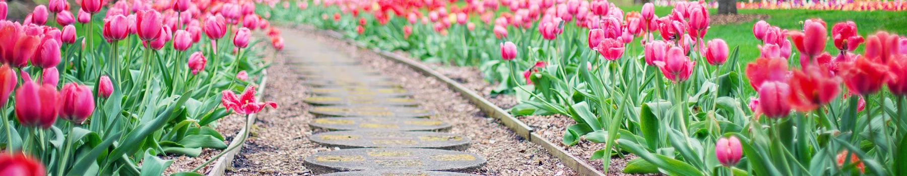 Spring awakening as deep pink blooming tulips line a brick pathway