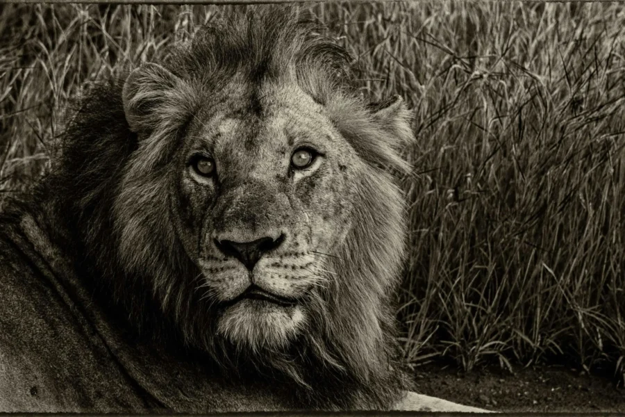 Black and white photo of a lion sitting in the tall grass looking at the camera