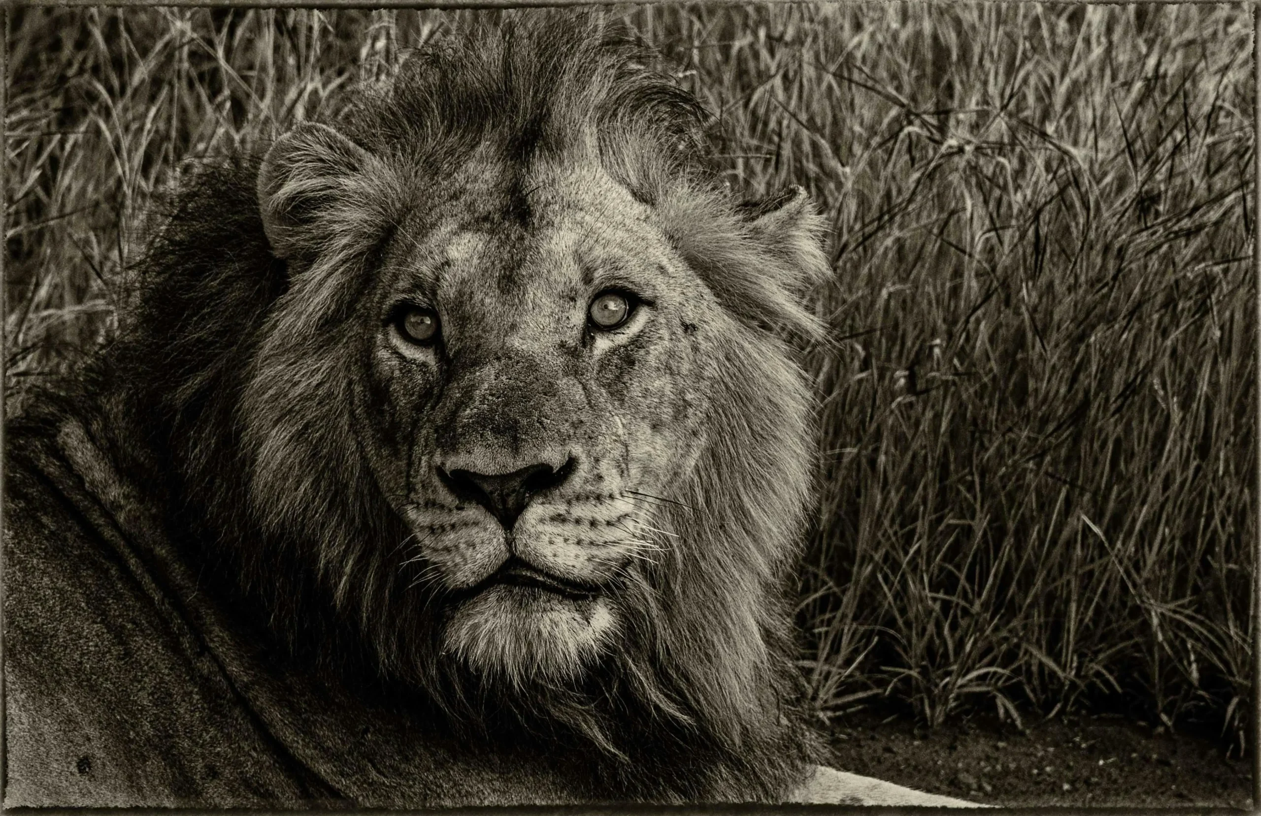 Black and white photo of a lion sitting in the tall grass looking at the camera