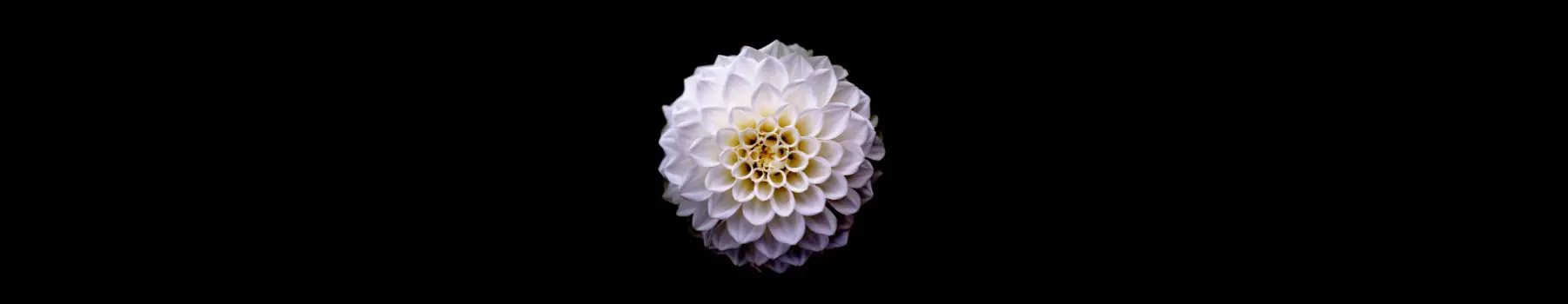 A pink blooming flower with a yellow center on a black background representing truth
