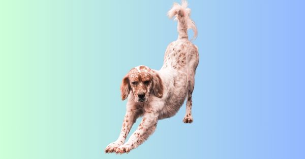 A mid size dog stretching